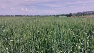 ETİ’den Kanatlı Buğdayı üretimi Eskişehir’de başladı