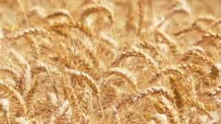 Expana: AB Yumuşak Buğday Hasat Tahmini 128,7 Milyon Ton Oldu