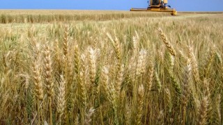 FAO: Buğday ve mısır fiyatları yükseldi