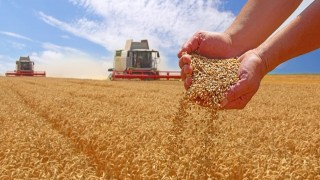 FAO: Küresel tahıl üretimi 3 milyar tonu aştı
