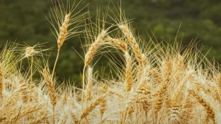 FAS: Avustralya Buğday Üretimi 29 Milyon Tona Düşecek