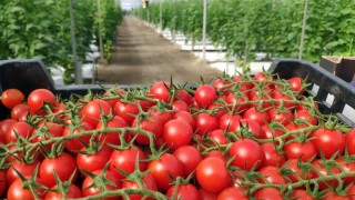 Fas’ta ihracat kısıtlandı, domates fiyatı geriledi
