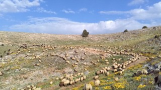 Gaziantep’te Besili Toklu Fiyatı 275 TL’ye Ulaştı