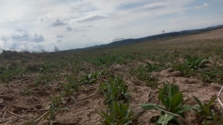 Geleceğin Yakıtı Konya Topraklarında Yükseliyor!