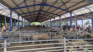 Gönen Hayvan Pazarı şap nedeniyle kapatıldı