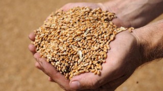 Gürcistan’da buğday üretimi 143,7 bin tona geriledi