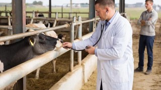 Hükümet Veteriner Maaşlarını Artırma Planını Açıkladı