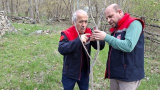 İspir'de dut kabuklu biti ile mücadelede %98 başarı sağlandı