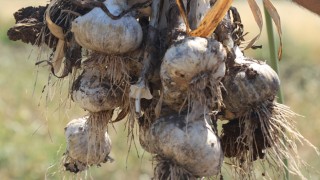Kastamonu’nun dünyaca ünlü lezzeti! Dünya pazarında