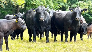 Kostanay Tarım Kredi Kurumu damızlık hayvan kredisi başlattı