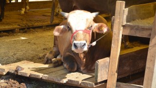 Kurban Bayramı için 2026 kuralları netleşti!