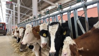 Küresel et fiyatlarında artış sürüyor