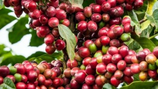 Küresel kahve üretimi 10,8 milyon tona çıkacak