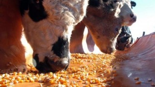 Küresel Mısır Pazarında Arjantin Fırtınası Esiyor!