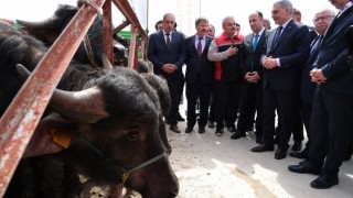 Manda Islah Projesi kapsamında damızlık boğalar yetiştiricilere dağıtıldı