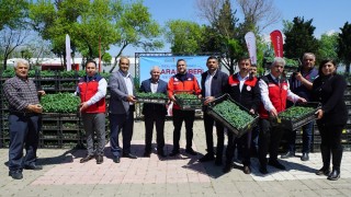 Maraş Biberi Üretimine Dev Destek: 650 Bin Fide Ücretsiz Verildi