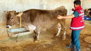 Mardin’de Şap Aşılama Oranı Yüzde 72’ye Ulaştı