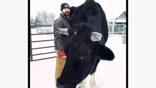 Mezbahaya sığmadı, hayatı kurtuldu! Boyu tam 194 santimetre...