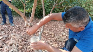 Muğla Büyükşehir sakız üretimi için deneme bahçesi kurdu