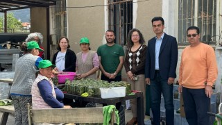 Muğla’da çağla turşusu üretimi ekonomiye katkı sağladı