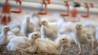 Nepal’de kuş gribi yayılıyor, yumurta fiyatları arttı