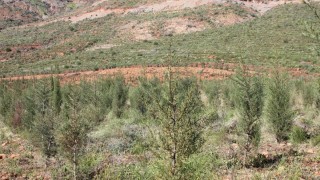 OGM: Çorum’da Kaçak Yapılar Kontrol Altına Alındı