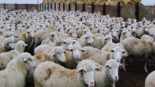 Osman Türkman: Toklu Fiyatları 270 TL’ye Ulaştı