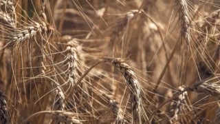 Pakistan’da buğday üretimi düşüşte, ithalat artabilir