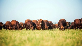 Paraguay’da Et Sektörü Dolar Düşüşünden Etkileniyor