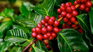 Rabobank: Arabika alanlarının %20’si risk altında