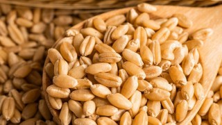 Reuters: Suudi Arabistan GFSA 710 bin ton buğday ihalesi açtı