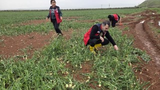Reyhanlı Tarım Müdürlüğü: Afet Hasar Tespiti Sürüyor