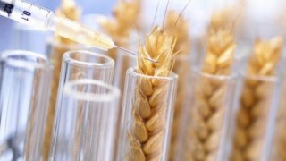 Rothamsted Araştırmacıları Kanserojen Riskini Azaltan Buğday Geliştirdi