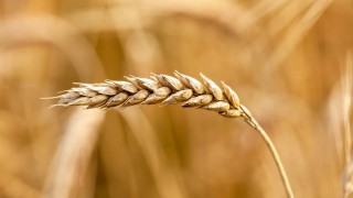 Rusya Güney Kore’ye buğday ihracatını artırdı