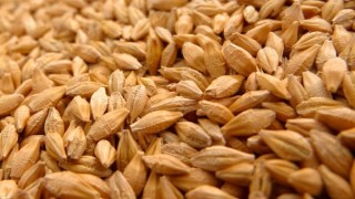 Rusya Tarım Bakanlığı arpa ve mısır ihracat vergisini sıfırladı