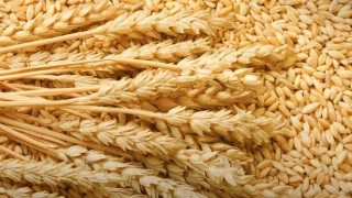 Rusya Tarım Bakanlığı: Buğday vergisi sıfırlanacak