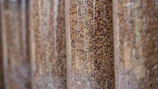 Rusya Tarım Bakanlığı: Tahıl ihracat vergileri değişti