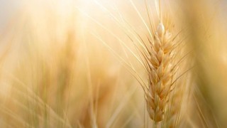 Rusya’da buğday, arpa ve mısırda vergi sıfır uygulanacak