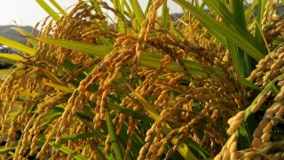 Rusya’da pirinç ekim alanlarının azaltılması önerildi