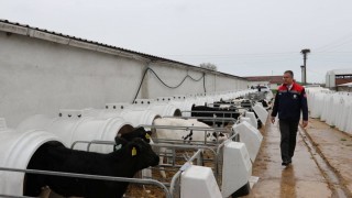 Samsun İl Tarım Müdürü Bafra’da Dev Organik Tesisi Denetledi