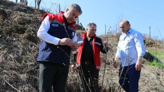 Samsun İl Tarım Müdürü Yılmaz Terme'de Fındık Bahçelerini İnceledi