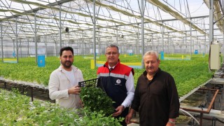 Samsun’da Su Kültürü ile Maydanoz Veriminde Rekor Artış