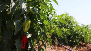 Şanlıurfa BŞB’den çiftçilere 1 milyon fide desteği