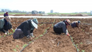 Sürsürü’de domates fidesi dikimi sahada hız kazandı