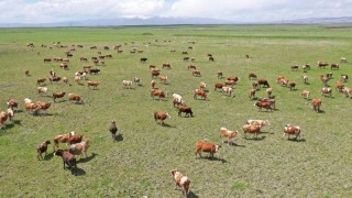 Tarım Bakanlığı: Kars Ani’de mera yasağı yok