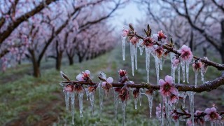 Tarım ve Orman Bakanlığı zirai don riskine karşı uyardı