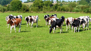 Tarım ve Orman Bakanlığı’ndan hayvancılıkta ücret kararı
