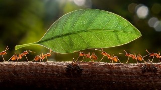 Ticaret Bakanlığı Uyardı: KOOPBİS İçin Son Tarih 26 Nisan 2026