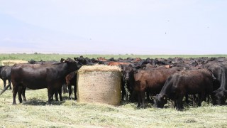 TİGEM Düve Desteğinde 9. Grup Süreci Başladı