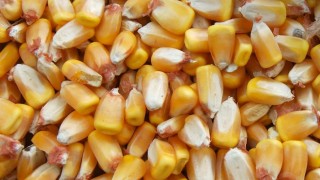 Toprak Mahsulleri Ofisi mısırı 11 bin 800 liradan satışa sundu